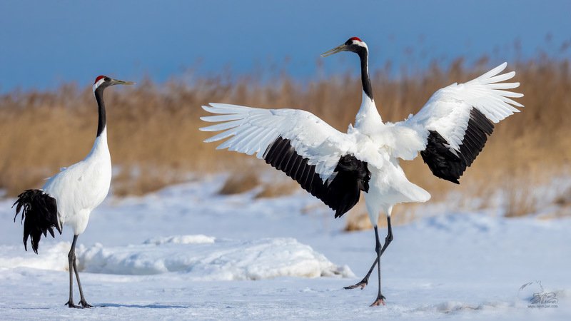 Журавли танцуют. (Скоро весна).photo preview