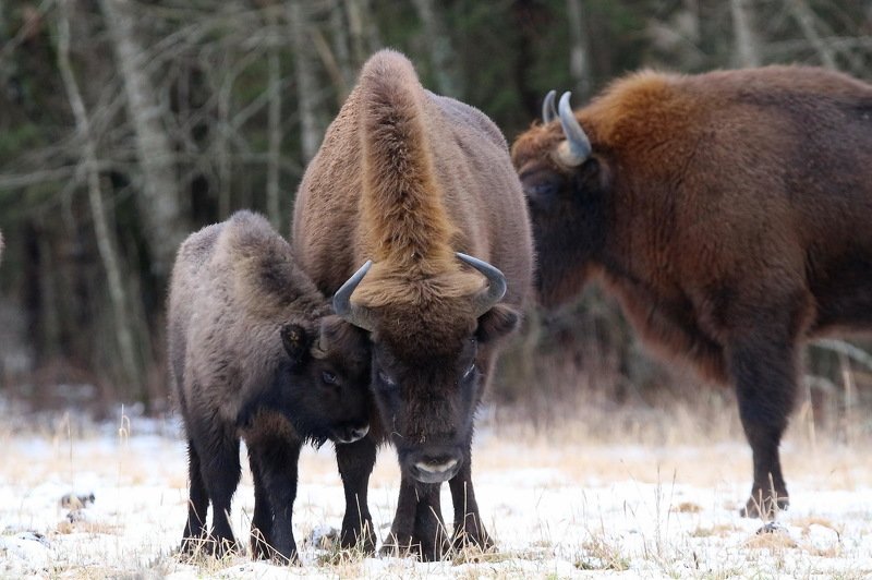 111 111photo preview