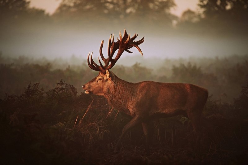 Last Prince...photo preview