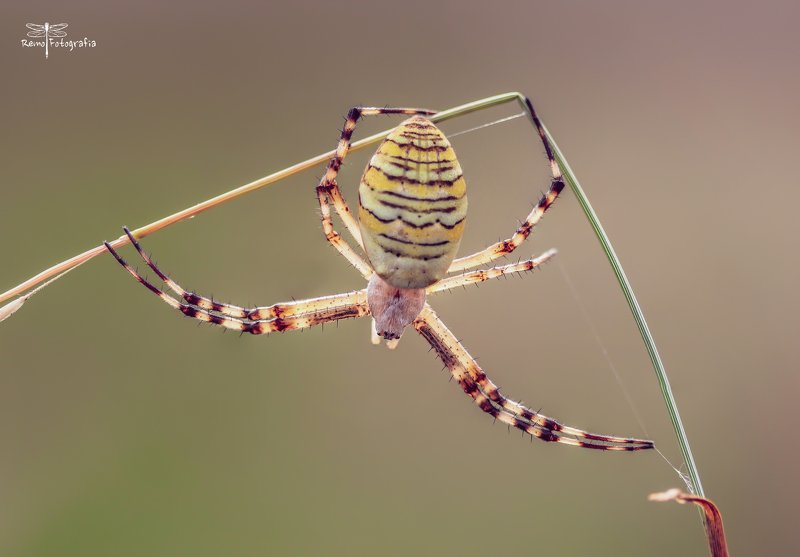 Tygrzyk paskowany -Argiope bruennichi.photo preview