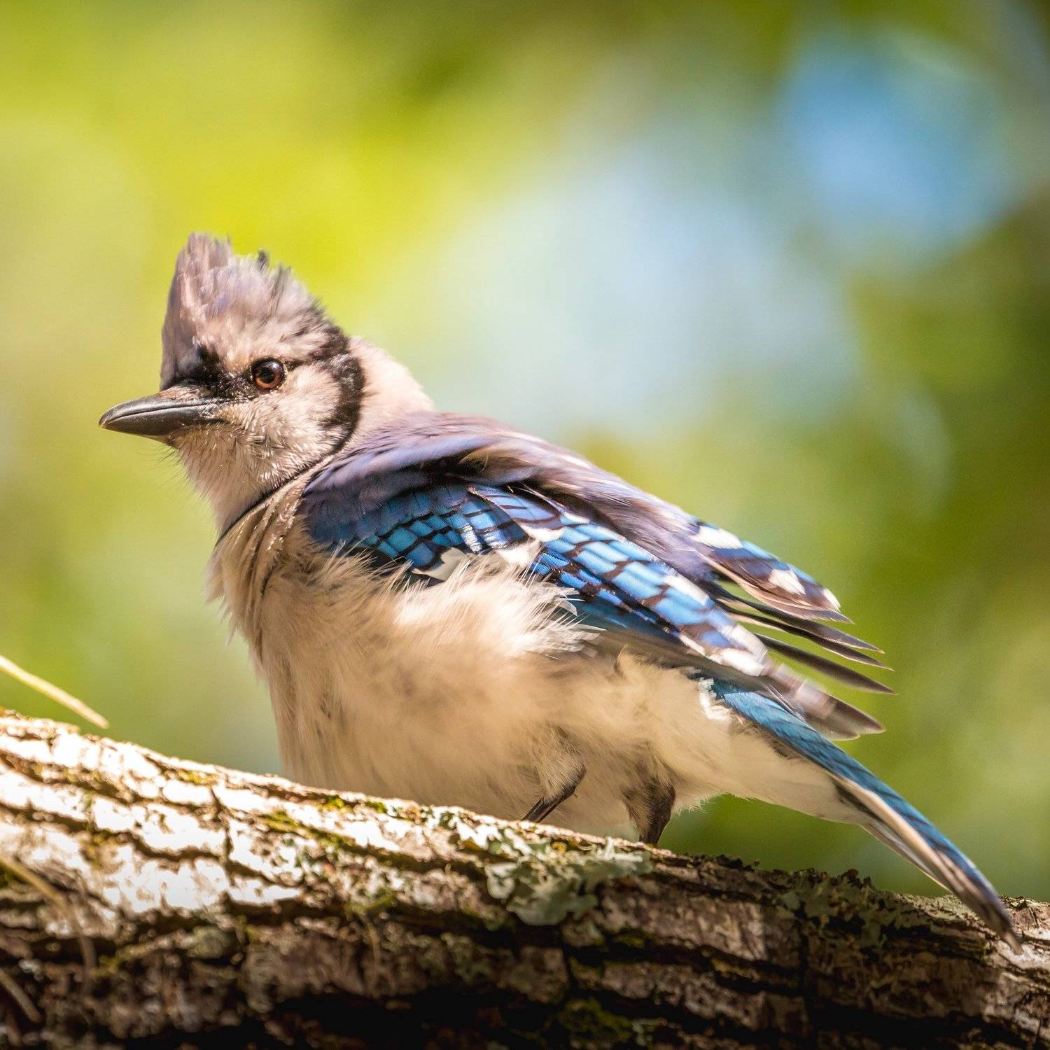 Blue Jay. Автор: Илья Данилов , Илья Данилов