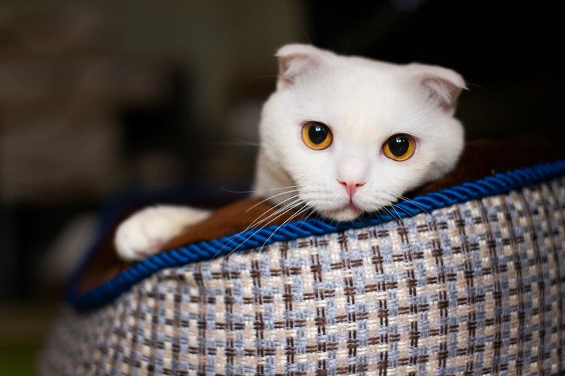 Боняphoto preview