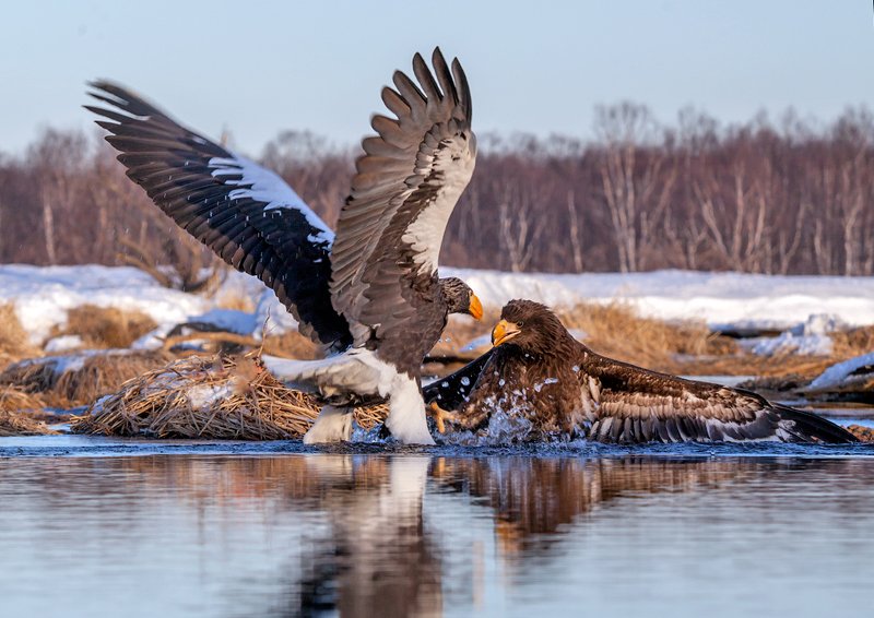 камчатка, орел, природа, путешествие, фототур, птицы, зима Разборкиphoto preview