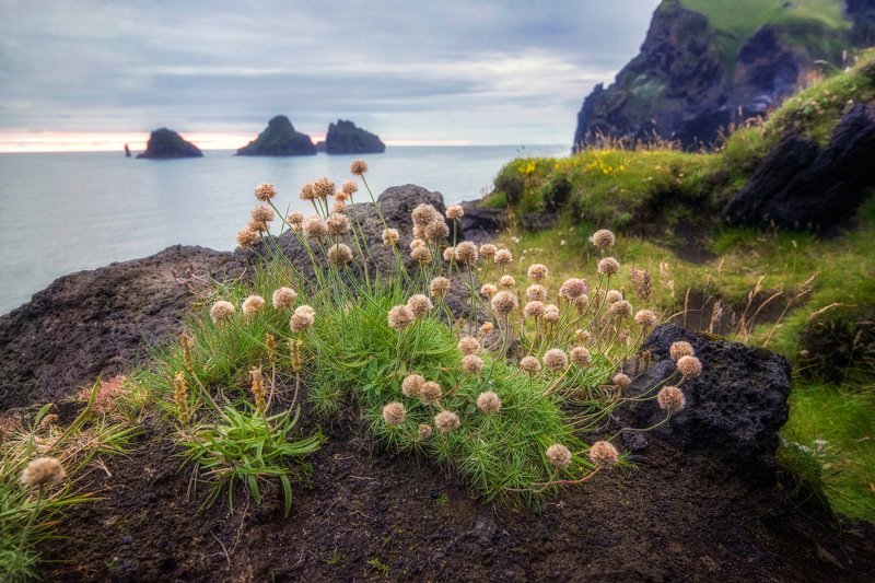 исландия,iceland Армерия приморскаяphoto preview
