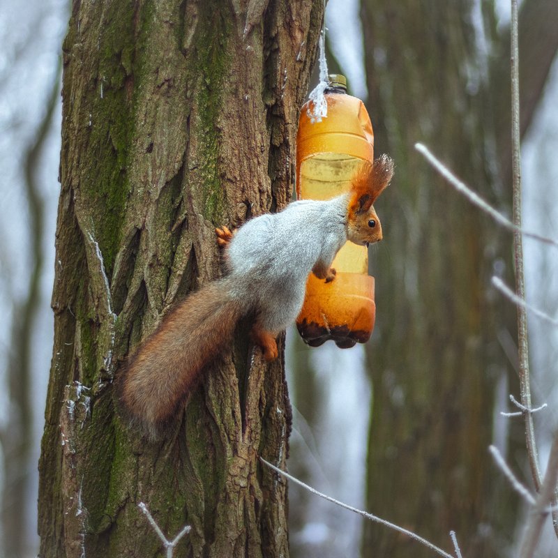 canon 50, beautiful, красивый, moment, момент, winter, зима, зимний, red, рыжая, squirrel, белка, Когда все запасы орешков растащили вороны…photo preview