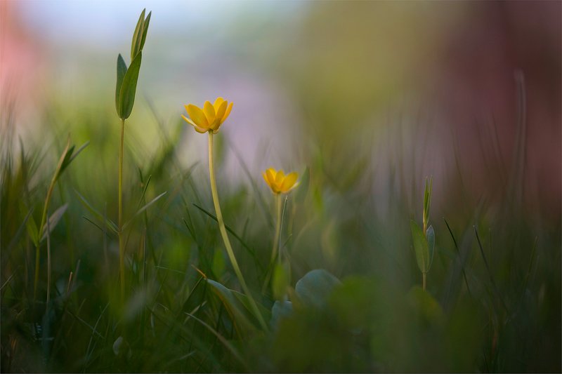 Лесная сказка...photo preview