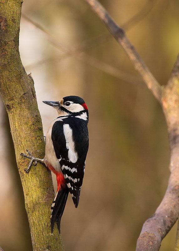 Woodpeckerphoto preview