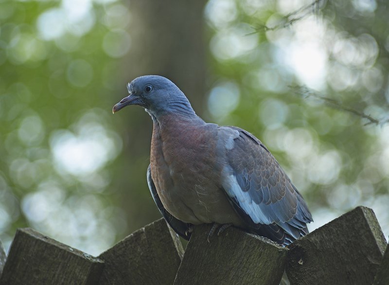 Прямая и явная угроза:)photo preview