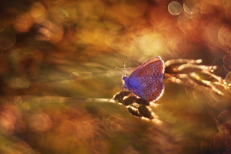 macrofun,insect,butterfly,summer,bokeh One day in summer...photo preview