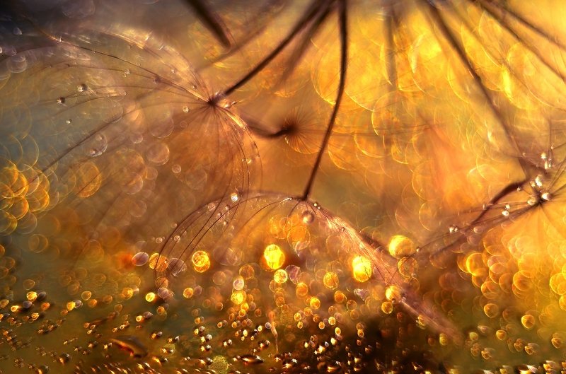 макро, боке, солнце, пушинки, блики, волшебство, макро мир, Про теплое бокеphoto preview