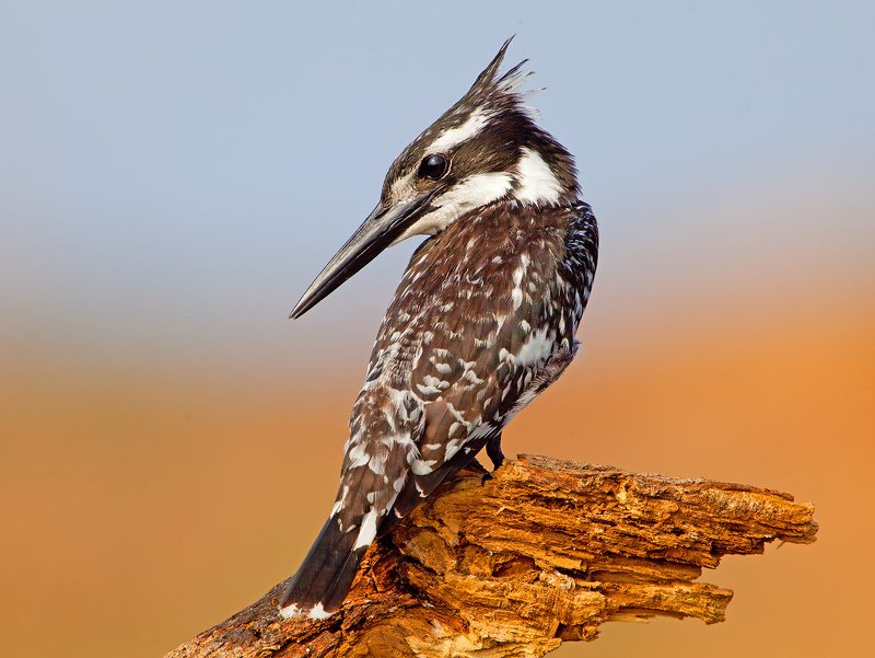малый пегий зимородок, pied kingfisher, kingfisher, зимородок Малый пегий зимородок - Pied Kingfisherphoto preview