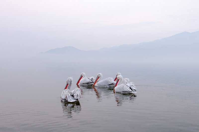 Pelicans-refugephoto preview