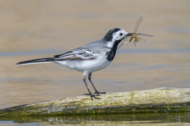 The preyphoto preview