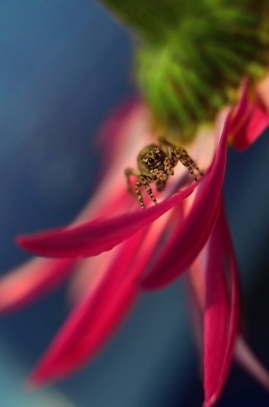 макро, скакун, макро мир, макро история, цветок, цветы, россия, природа, насекомые, пауки, милота, Наблюдательphoto preview