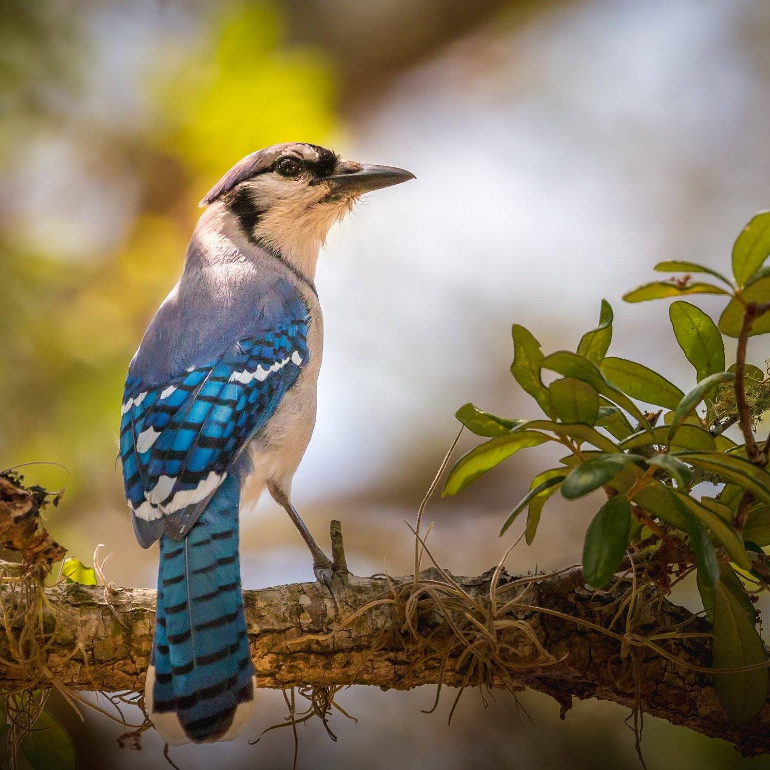 Blue Jay. Автор: Илья Данилов , Илья Данилов