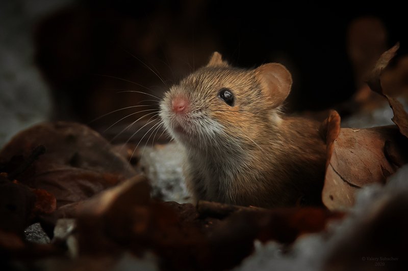 Запахи весныphoto preview