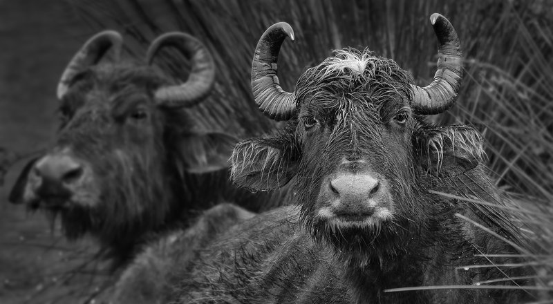 портрет буйволаphoto preview