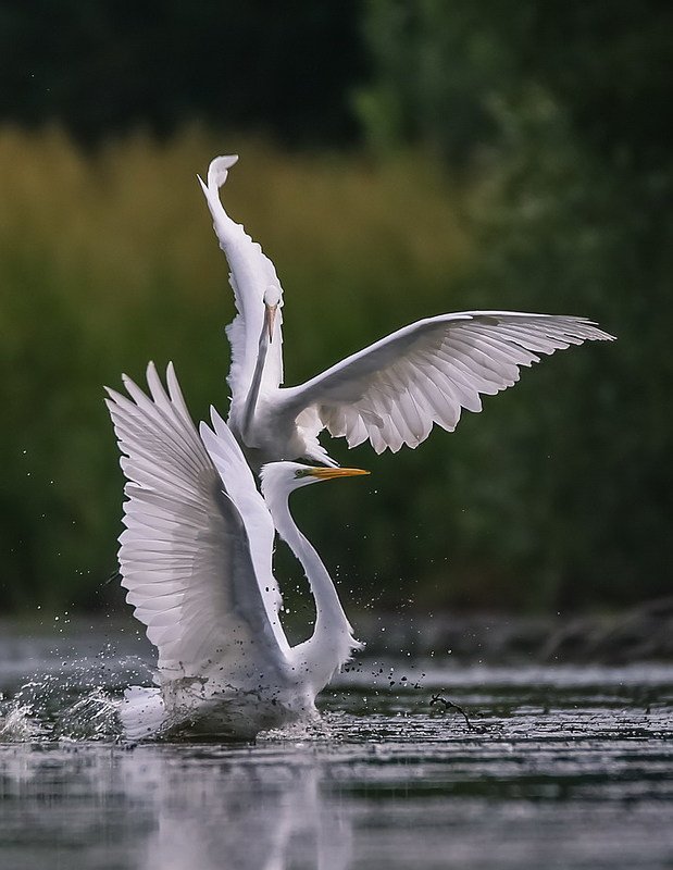 На плантациях любвиphoto preview