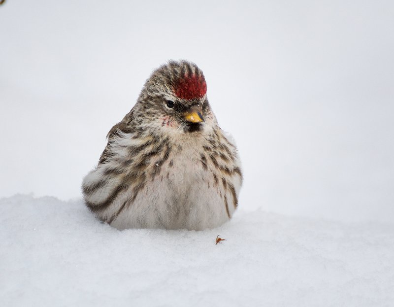 birds, птица, чечётка, зима, Чечётка.photo preview