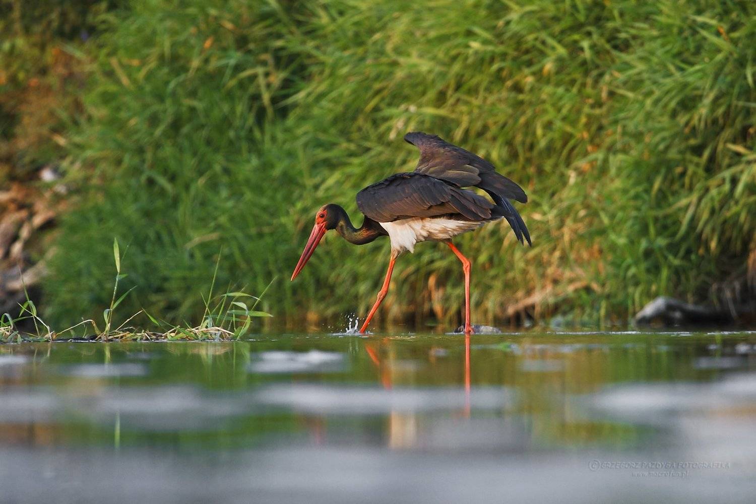 Ciconia nigra. Автор: Grzegorz macrofun Pazdyga macrofun,animals,birds, Grzegorz macrofun Pazdyga