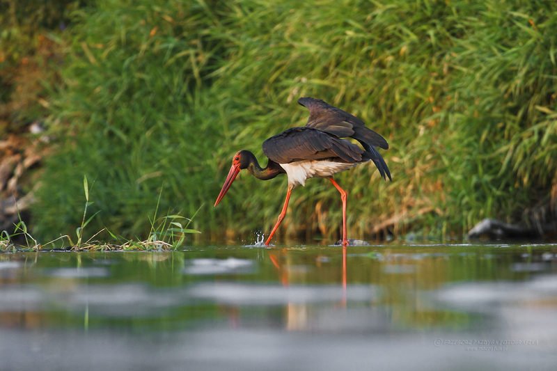 macrofun,animals,birds Ciconia nigraphoto preview