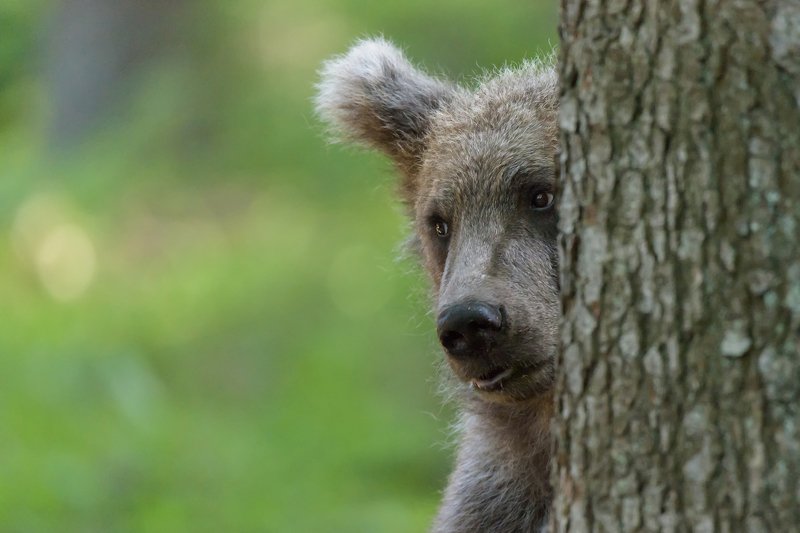 The gaze of the bearphoto preview