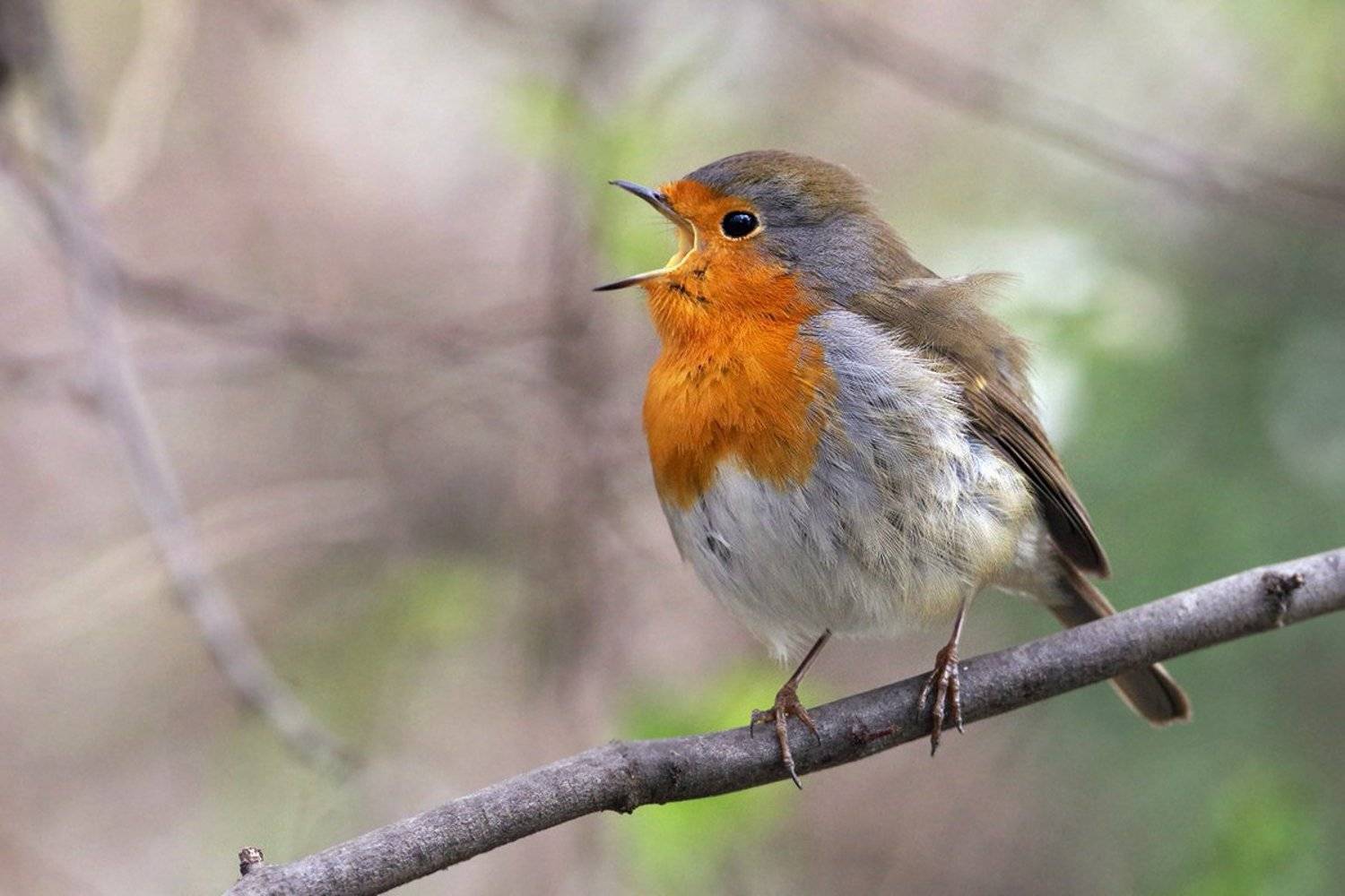 Певец. Автор: Евгени Стефанов , Евгени Стефанов