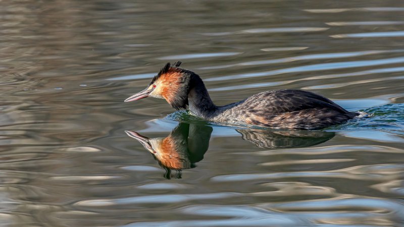 ЧОМГАphoto preview