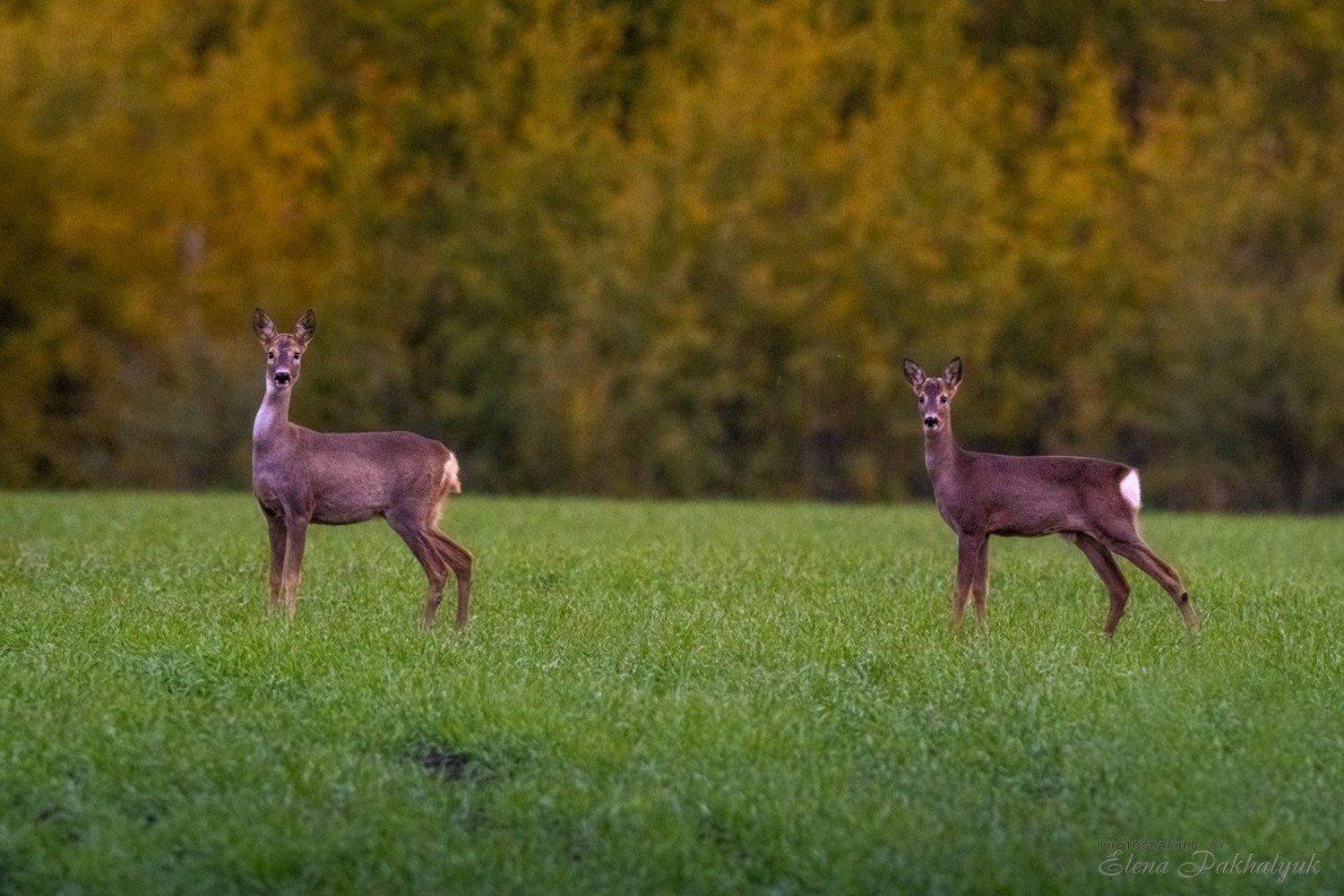 крым,фототур,олени,животные,природа, Elena Pakhalyuk