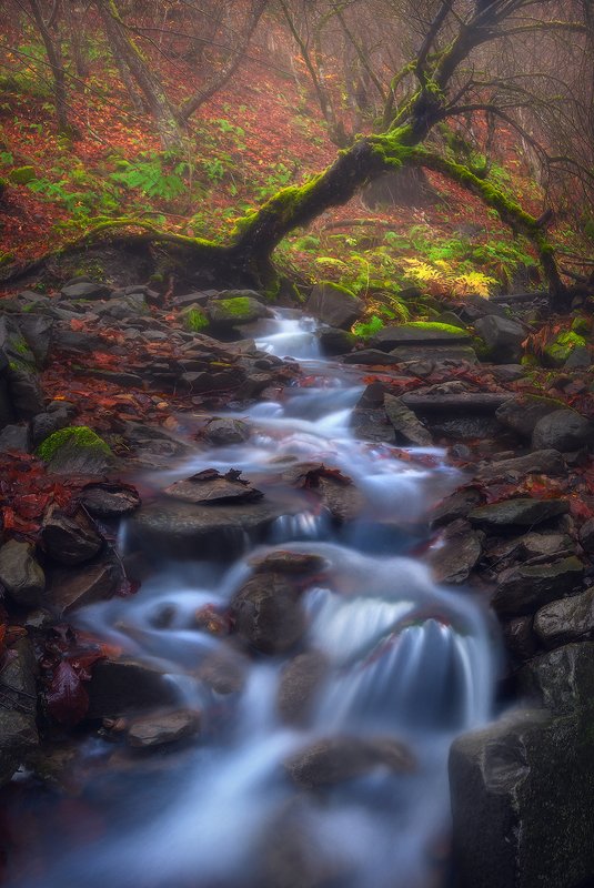 Autumn Symphonyphoto preview