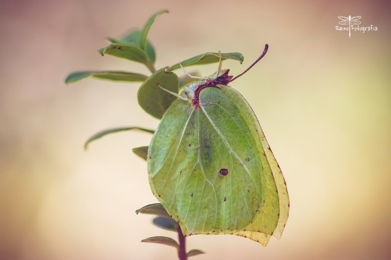 Gonepteryx rhamni- Latolistek cytrynek, listkowiec cytrynek.photo preview