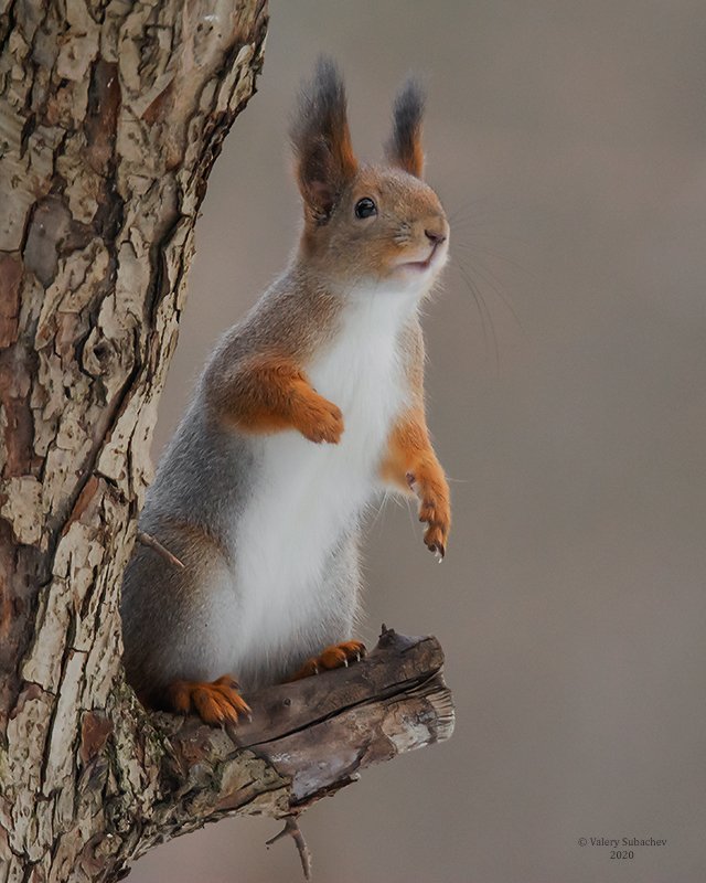 Я здесь...photo preview