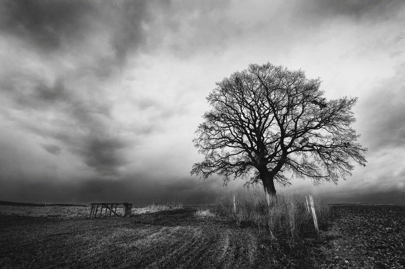 black and white, storm, tree, field, landscapes Before stormphoto preview
