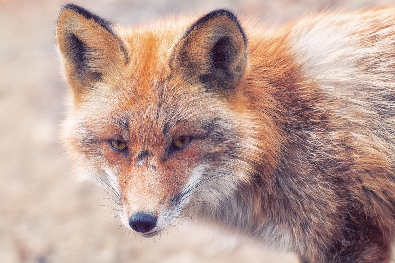 Бывалыйphoto preview