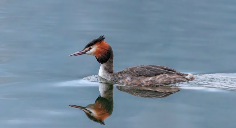 большая, поганка ЛЮБУЯСЬ СОБОЙphoto preview