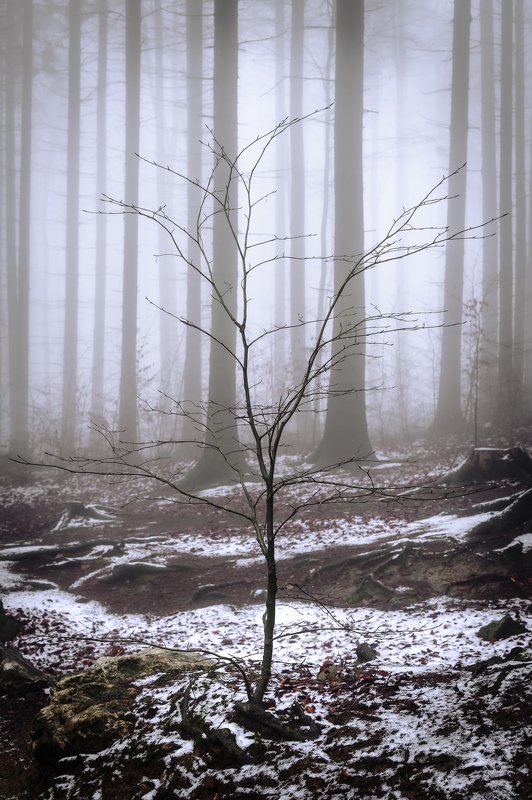 forest, rain, green, trees, autumn, fog, misty, winter Magic Forestphoto preview