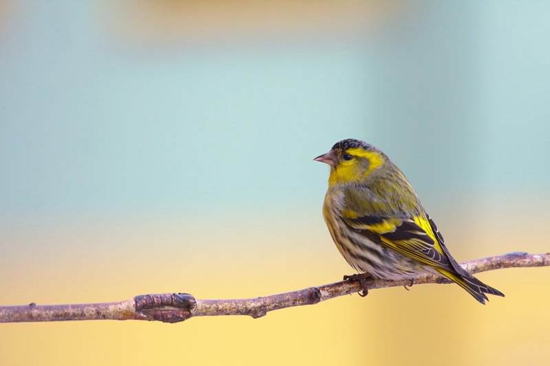 Spinus spinus фото превью