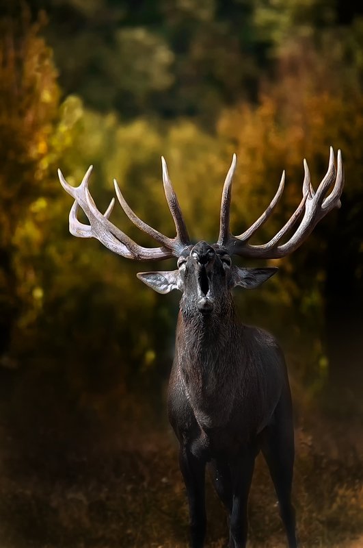 ...--.-.-.photo preview