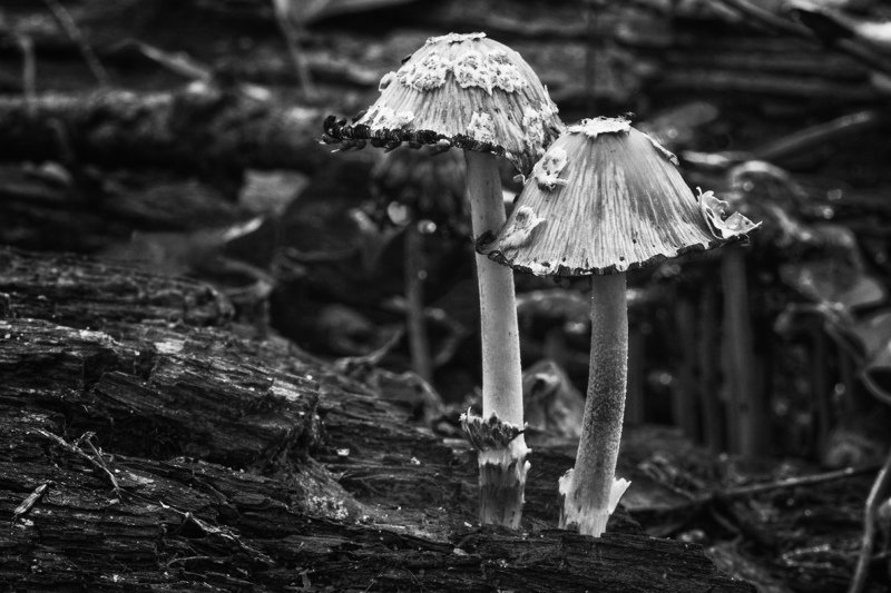 Парочка в панамочках...photo preview