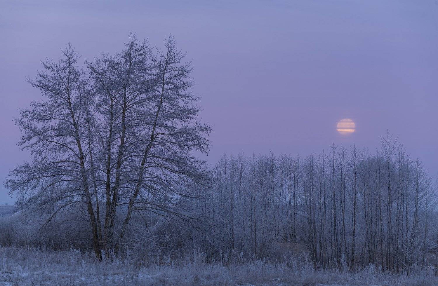 , Дмитрий Новоселов