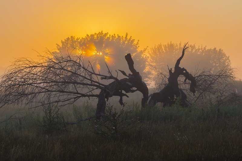 солнце,лес,пейзаж,рассвет,свет,природа,фотограф,фотография,украина,гадяч,сергей корнев,искусство,ракурс,композиция,свет,цвет,утро Сражениеphoto preview