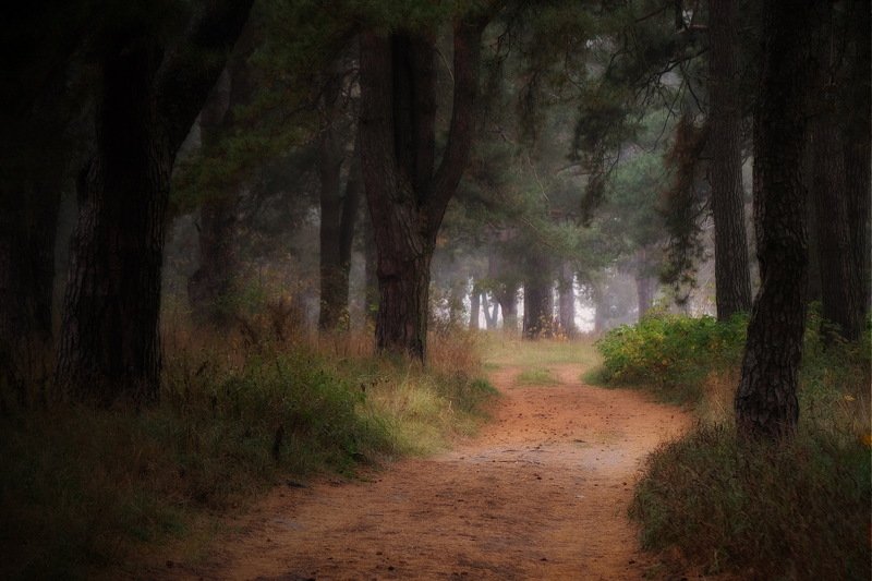 вечер осень лес дорога Осенний лес(VII)photo preview