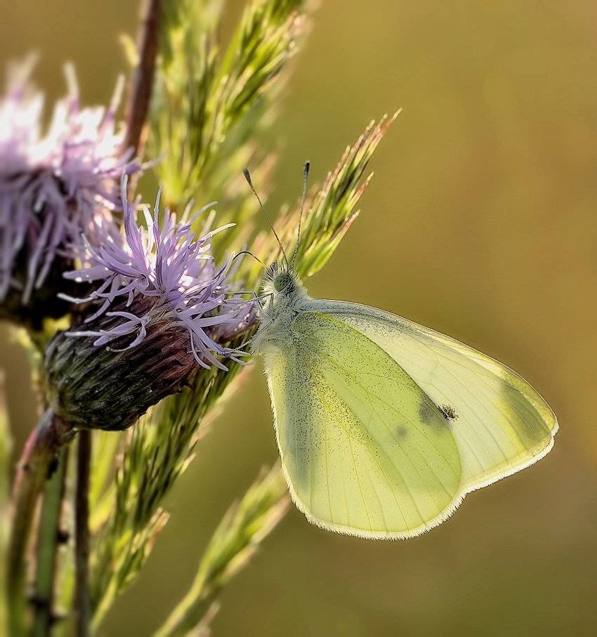 ***. Автор: Alexey Gnilenkov , Alexey Gnilenkov