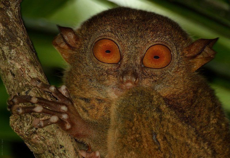 тарсиер, долгопят, филиппины. Я самый маленький примат на планете.photo preview