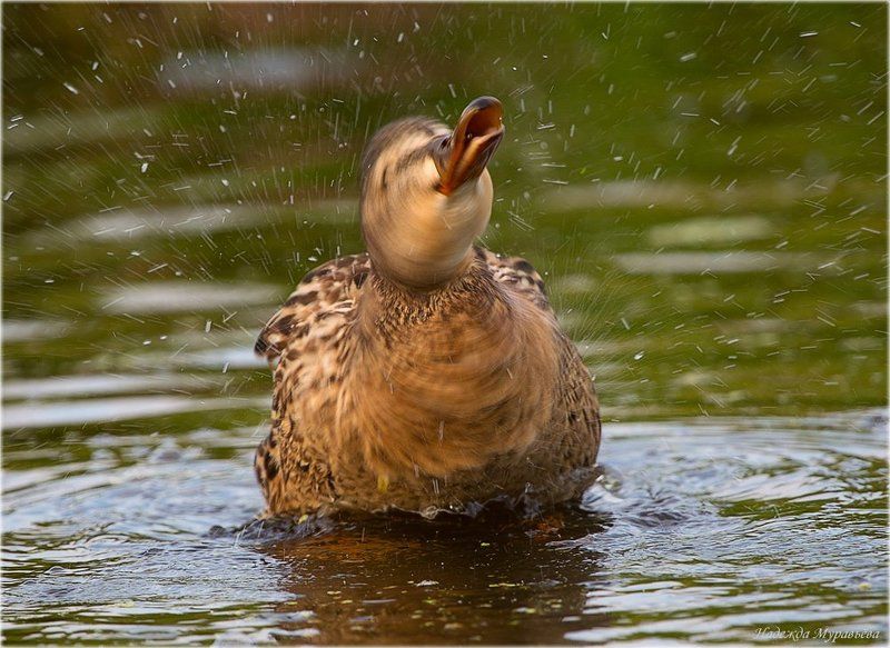 кряква, anas, platyrhynchos Жизнь хороша!photo preview