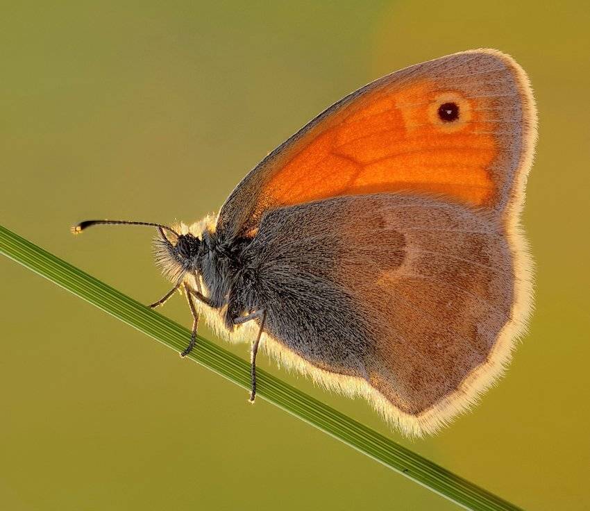 В лучах заката.... Автор: Alexey Gnilenkov , Alexey Gnilenkov