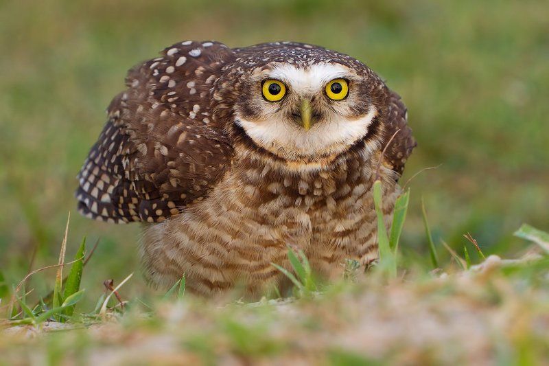 кроличий сыч, птицы, бразилия большой и страшныйphoto preview