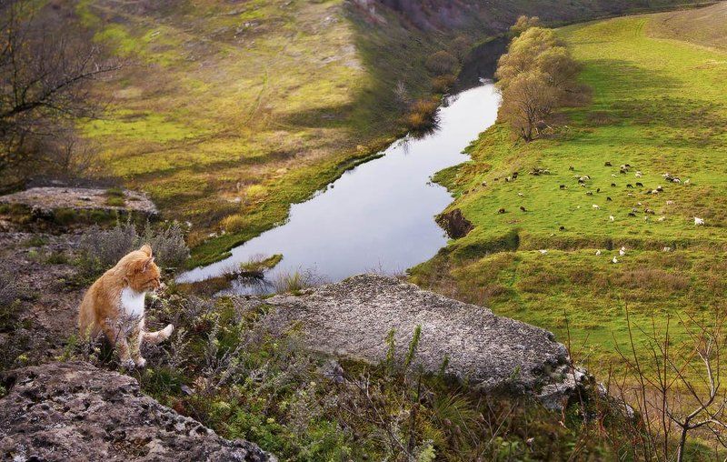 Смотрящийphoto preview