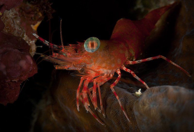 креветка, индонезия Широко открытым глазом...photo preview