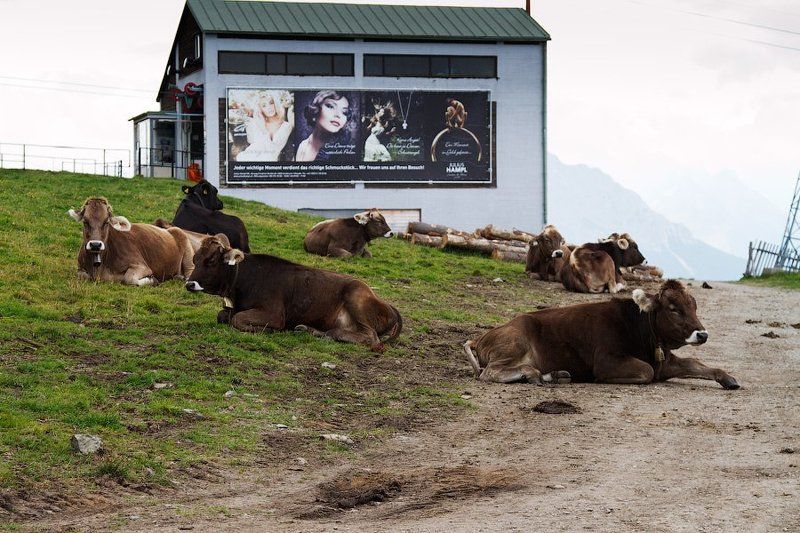 чем корова не модЕльphoto preview